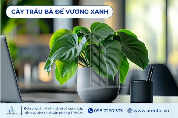 Trầu Bà Đế Vương Xanh với lá to đậm, nổi bật trên bàn trắng.