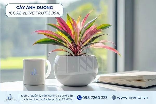 Cây Ánh Dương cây cảnh để bàn làm việc hợp mệnh thổ đem lại may mắn.