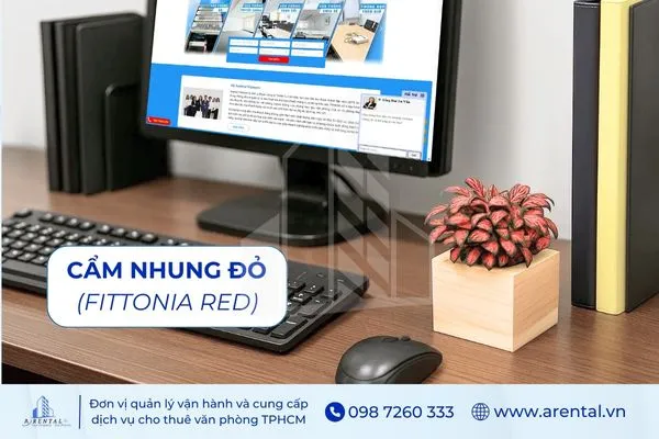 Cây Cẩm Nhung Đỏ là cây để bàn làm việc mệnh thổ phù hợp mọi không gian.