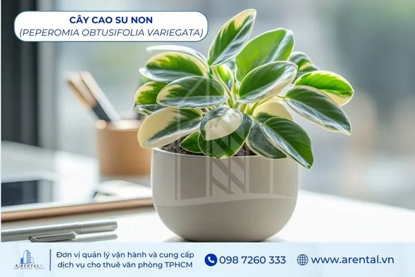 Cây Cao Su Non là cây hợp mệnh thổ để bàn làm việc, giúp lọc không khí tốt.