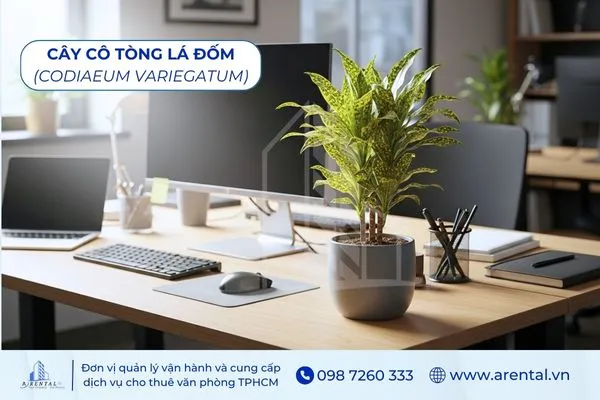 Cây Cô Tòng Lá Đốm cây để bàn làm việc hợp mệnh thổ tăng vẻ sinh động.