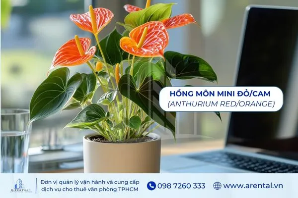 Cây Hồng Môn Mini là cây để bàn làm việc mệnh thổ mang sắc đỏ may mắn.