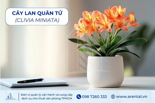 Cây Lan Quân Tử là cây để bàn làm việc hợp mệnh thổ mang ý nghĩa cát tường.
