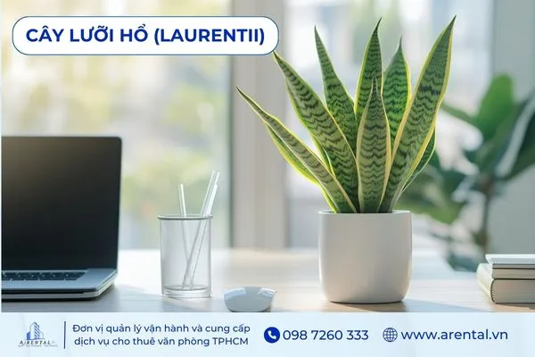 Cây Lưỡi Hổ là cây để bàn làm việc hợp mệnh thổ giúp cân bằng năng lượng.