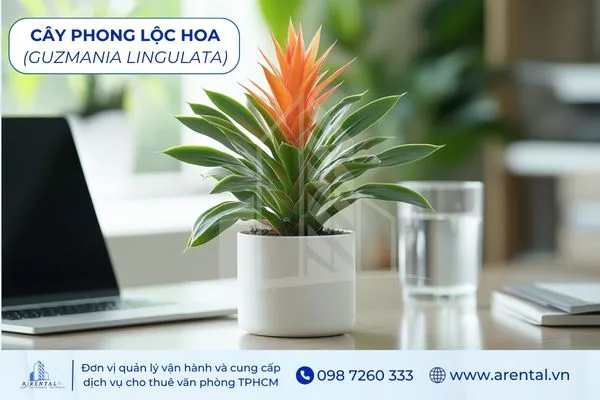 Cây Phong Lộc Hoa cây để bàn làm việc hợp với mệnh thổ biểu trưng thịnh vượng.