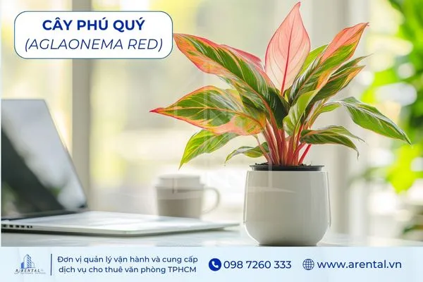 Cây Phú Quý cây để bàn làm việc mệnh thổ giúp không gian thêm ấm cúng và thịnh vượng.