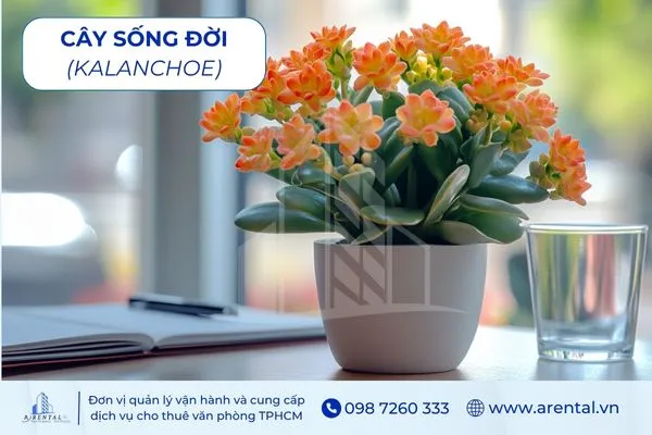 Cây Sống Đời phù hợp cho người mệnh thổ để bàn làm việc, tượng trưng sự bền lâu.