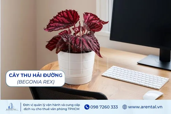 Cây Thu Hải Đường cây để bàn làm việc hợp mệnh thổ mang lại nét sang trọng.