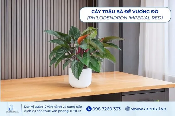 Cây Trầu Bà Đế Vương Đỏ là cây để bàn làm việc hợp mệnh thổ giúp tăng sự vững chãi.
