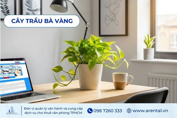 Cây Trầu Bà Vàng cây cảnh để bàn làm việc hợp với mệnh thổ mang lại may mắn.