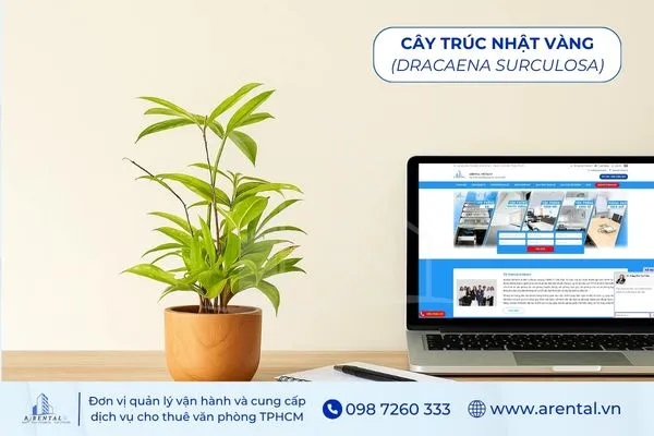 Cây Trúc Nhật Vàng là cây để bàn làm việc hợp mệnh thổ tạo cảm giác thư thái.