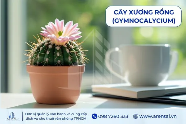 Cây Xương Rồng phù hợp mệnh thổ để trên bàn làm việc giúp cân bằng phong thủy.