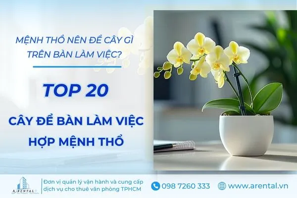 Gợi ý top 20 cây để bàn làm việc hợp mệnh Thổ đẹp, thu hút tài lộc.
