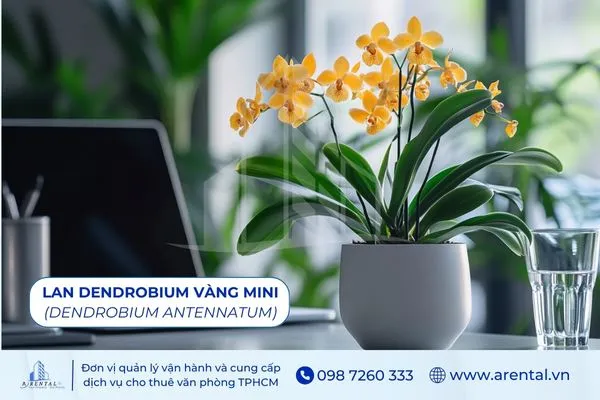 Lan Dendrobium Vàng Mini là cây để bàn làm việc hợp mệnh thổ mang vẻ tươi mới.