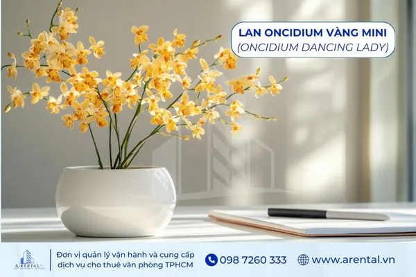 Lan Oncidium Vàng Mini cây cảnh để bàn làm việc hợp mệnh thổ đem lại sự may mắn.