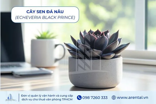 Sen Đá Nâu là cây cảnh để bàn làm việc hợp mệnh thổ tượng trưng sự bền vững.
