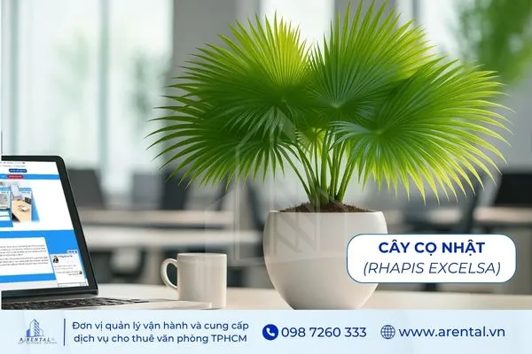 Cây Cọ Nhật hợp mệnh thủy để bàn làm việc giúp tạo cảm giác thư thái.