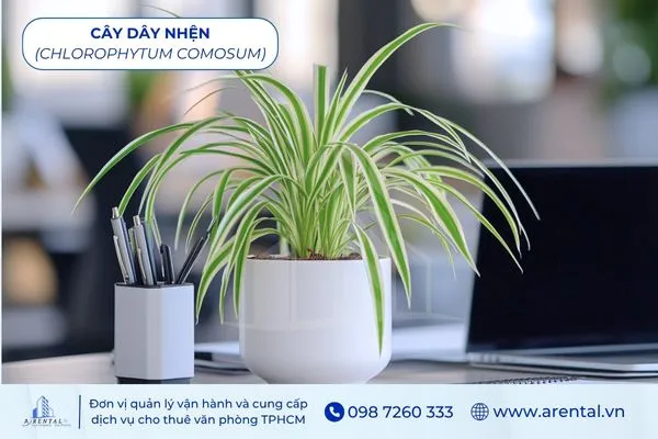 Cây Dây Nhện là cây để bàn làm việc hợp với mệnh thủy lọc không khí tốt.