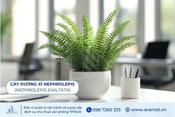 Cây Dương Xỉ Nephrolepis hợp mệnh thủy giúp thanh lọc không khí cho bàn làm việc.