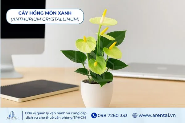 Cây Hồng Môn Xanh cây để bàn làm việc mệnh thủy giúp không gian thêm sinh động.