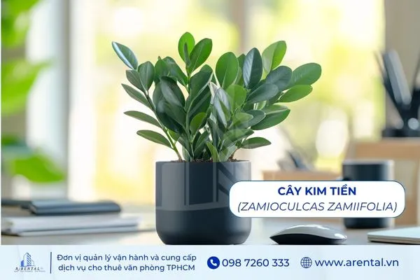 Cây Kim Tiền là cây cảnh để bàn làm việc mệnh thủy thu hút thịnh vượng.