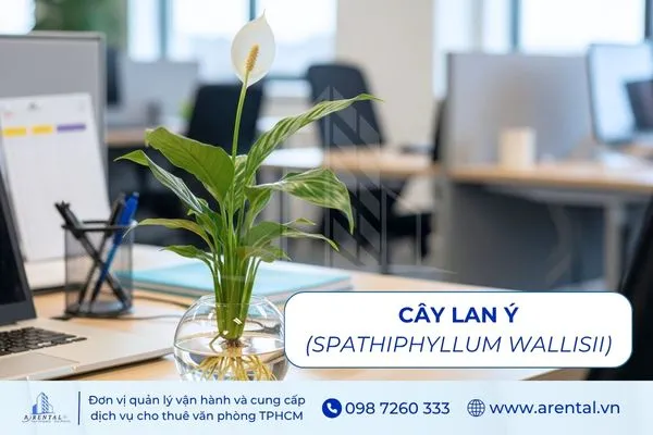 Lan Ý là cây để bàn làm việc hợp mệnh thủy giúp cân bằng năng lượng.