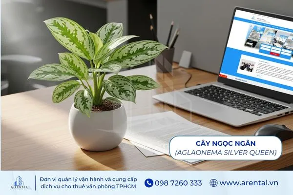 Cây Ngọc Ngân hợp mệnh thủy để bàn làm việc tạo không gian chuyên nghiệp.