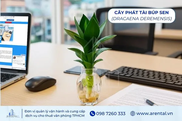 Cây Phát Tài Búp Sen mệnh thủy nên để trên bàn làm việc để tăng sinh khí.