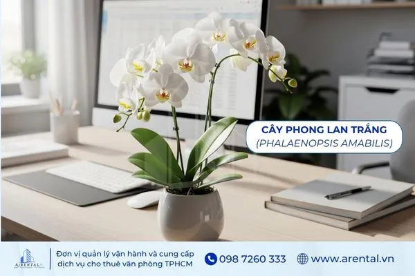 Cây Phong Lan Trắng là cây để bàn làm việc hợp mệnh thủy mang vẻ thanh lịch.