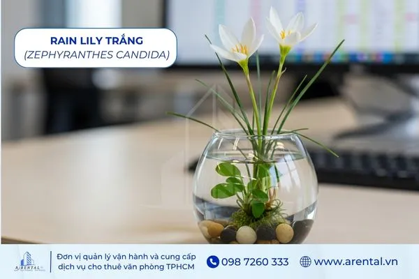 Rain Lily Trắng cây cảnh để bàn làm việc mệnh thủy mang lại sự tinh tế.