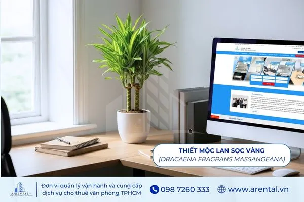 Thiết Mộc Lan Sọc Vàng cây để bàn làm việc hợp mệnh thủy tượng trưng sự phát triển.