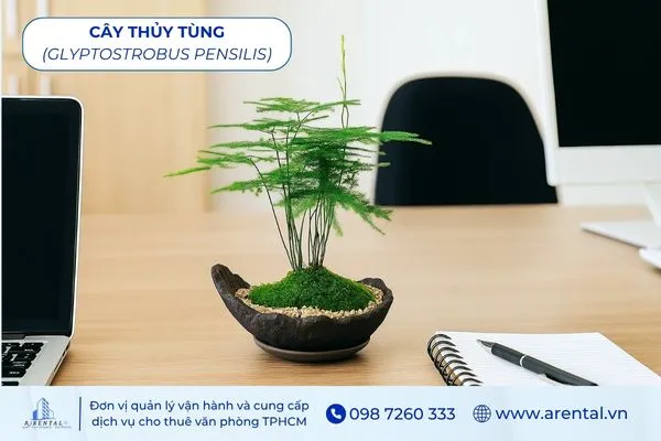 Cây Thủy Tùng mệnh thủy nên trồng để bàn làm việc mang ý nghĩa bền vững.
