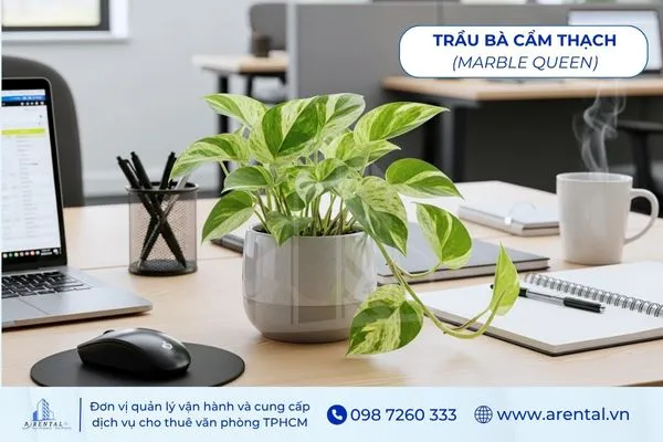 Trầu Bà Cẩm Thạch cây để bàn làm việc hợp mệnh thủy mang lại may mắn.