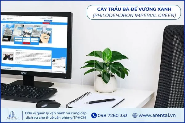 Trầu Bà Đế Vương Xanh cây để bàn làm việc hợp mệnh thủy tăng sự vững chãi.