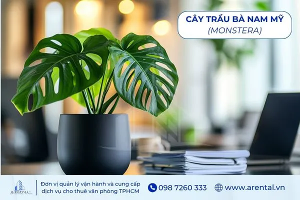 Cây Trầu Bà Nam Mỹ là cây cảnh để bàn làm việc hợp mệnh thủy phong cách hiện đại.