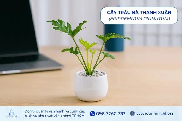 Cây Trầu Bà Thanh Xuân là lựa chọn cây để bàn làm việc mệnh thủy nhỏ gọn.