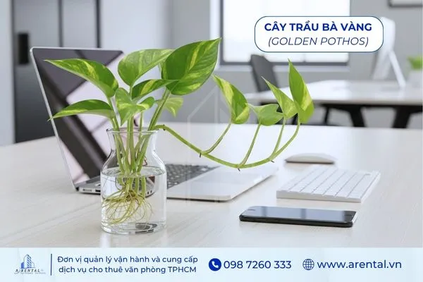 Cây Trầu Bà Vàng hợp mệnh thủy để trên bàn làm việc tượng trưng tài lộc.