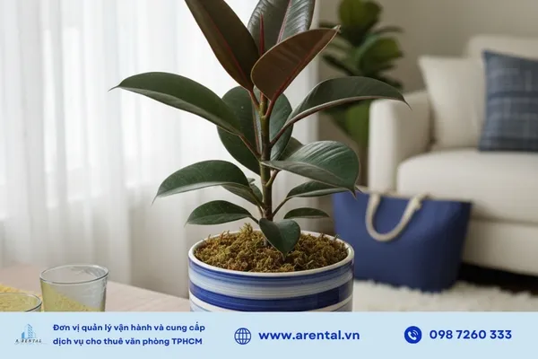Cao su cảnh lá dày lọc bụi và bức xạ, mang ý nghĩa bền vững và thịnh vượng.