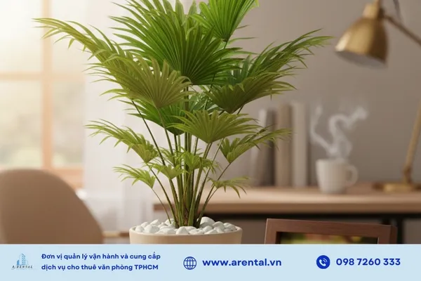 Cọ cảnh lọc khí hiệu quả theo nghiên cứu NASA và giúp không gian luôn xanh mát.