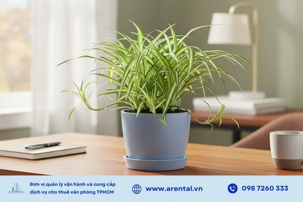 Dây nhện thanh lọc không khí và hấp thụ tia bức xạ bảo vệ đôi mắt dân văn phòng.