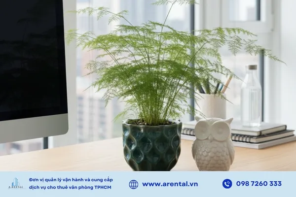 Dương xỉ măng tây cân bằng độ ẩm, thanh lọc không khí.