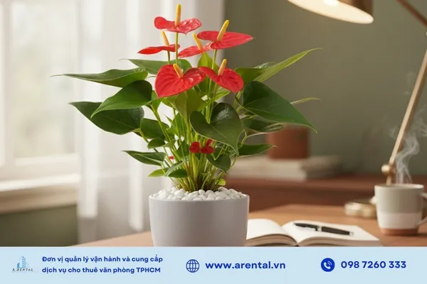 Hồng môn giảm bức xạ máy tính.