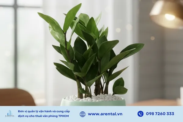 Cây kim tiền tài lộc giảm bức xạ máy tính.