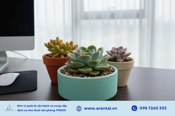 Sen đá hấp thụ bức xạ hiệu quả, biểu tượng cho sự may mắn và tình bạn bền lâu.
