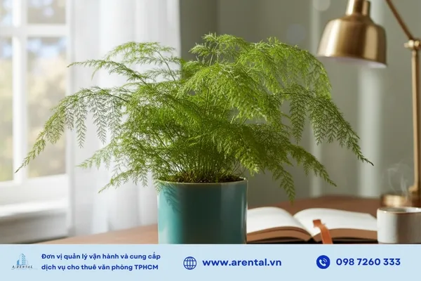 Thủy tùng thanh lọc khí độc, giảm bức xạ và mang lại cảm giác thư giãn.