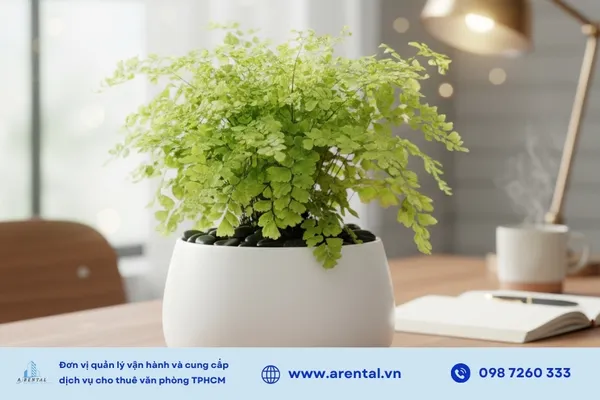 Tóc thần vệ nữ làm dịu mắt, duy trì độ ẩm và hấp thụ tia bức xạ.