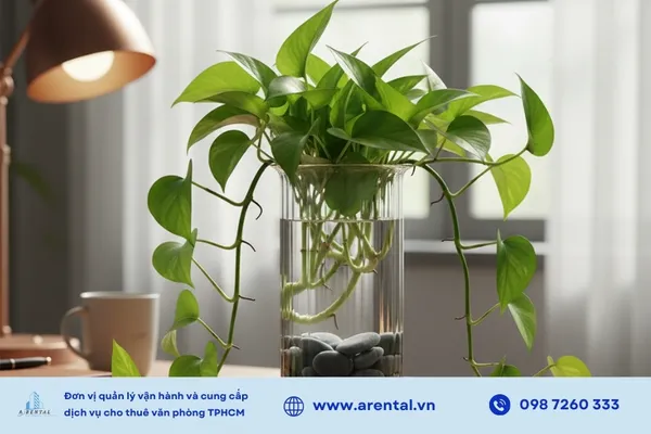 Trầu bà hấp thụ bức xạ và mang ý nghĩa phong thủy về sự thịnh vượng.