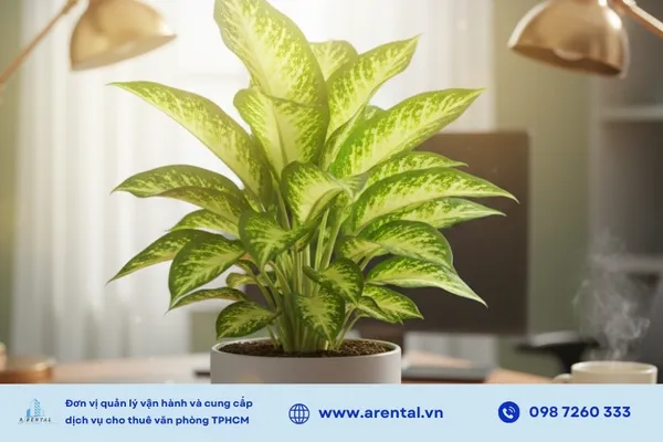 Cây vạn niên thanh hút bức xạ, thanh lọc khí độc.