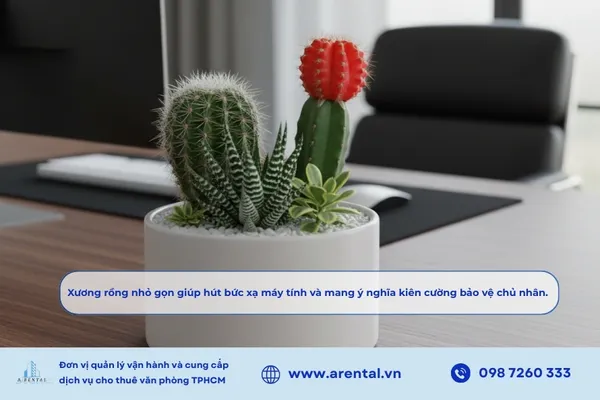Xương rồng nhỏ gọn giúp hút bức xạ máy tính và mang ý nghĩa kiên cường bảo vệ chủ nhân.