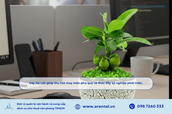 Cây Tài Lộc giúp thu hút may mắn phú quý và thúc đẩy sự nghiệp phát triển.
